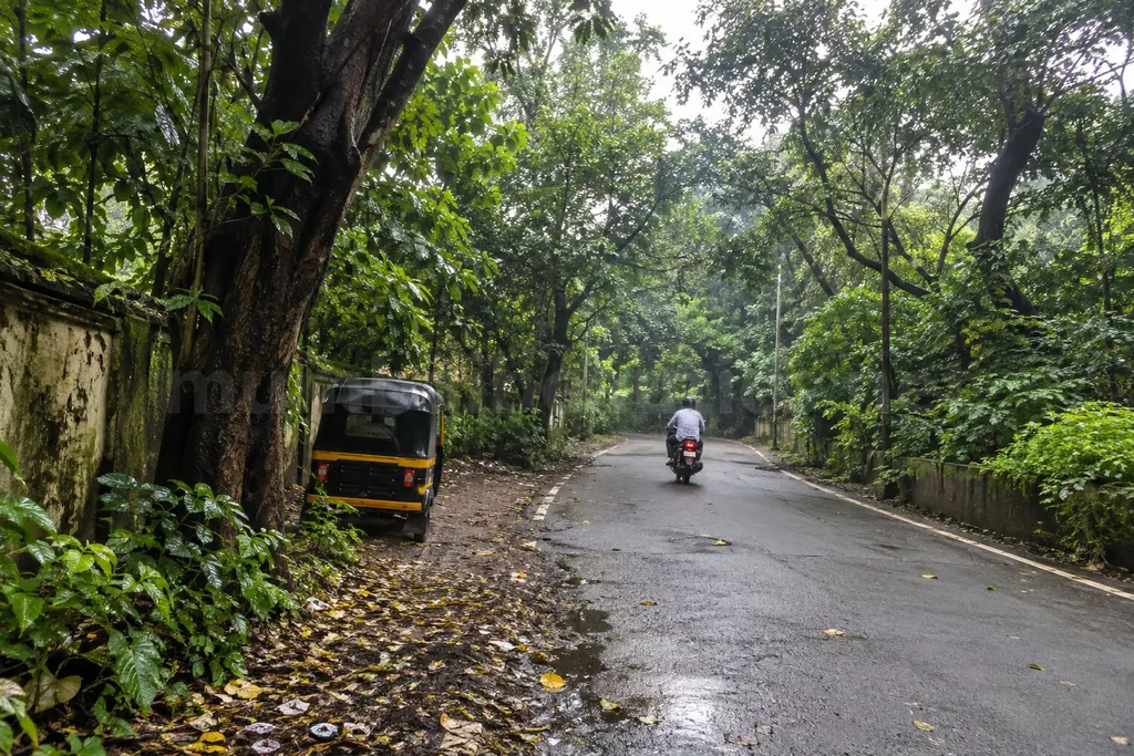 Aarey Colony road in Goregaon East under thick green trees after the monsoon, Goregaon escorts