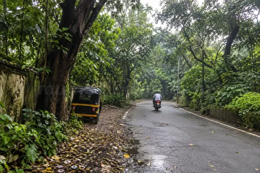 Aarey Colony road in Goregaon East under thick green trees after the monsoon, Goregaon escorts